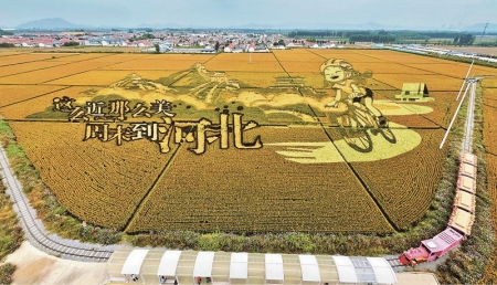 <br>          ■10月3日，载着游客的小火车穿梭在唐山遵化市山里各庄村稻田中<br><br>        