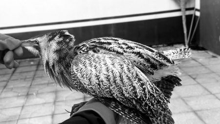 <br>          ■被救助的大麻鳽<br><br>        