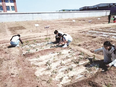 <br>          ■学生在“知行园”种菜<br><br>        