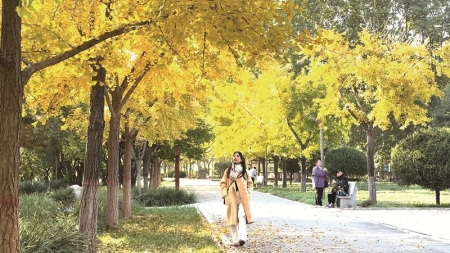 <br>          ■游客在石家庄市植物园银杏树下散步<br><br>        