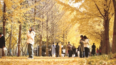 <br>          ■银杏节吸引许多游客前来观赏<br><br>        