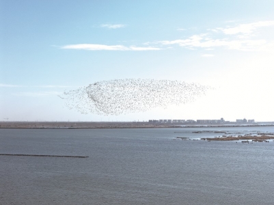 <br>          ■河北衡水湖国家级自然保护区的“鸟浪” ■摄/周津<br><br>        
