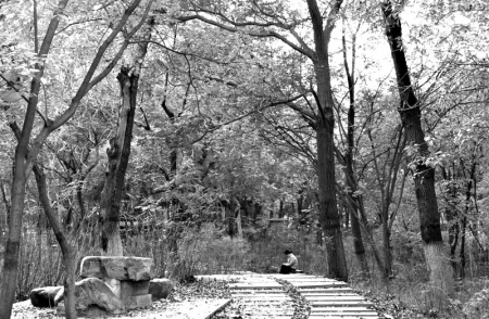 <br>          ■槐北公园的黄栌正值最佳观赏期<br><br>        