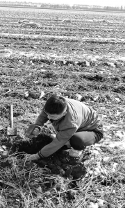 <br>          ■刘春柱在黑土地的定位试验点取土样，用于检测分析<br><br>        