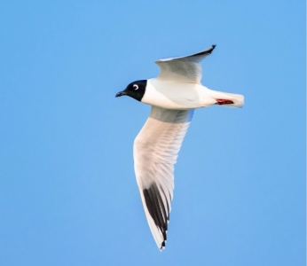 <br>          ■白头鹤<br><br>        