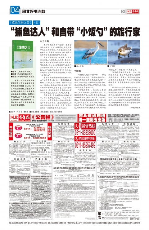 河北青年报2026年01月29日头版