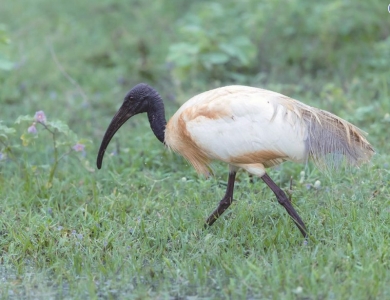 <br>          ■黑脸琵鹭<br><br>        