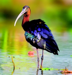 <br>          ■彩鹳<br><br>        