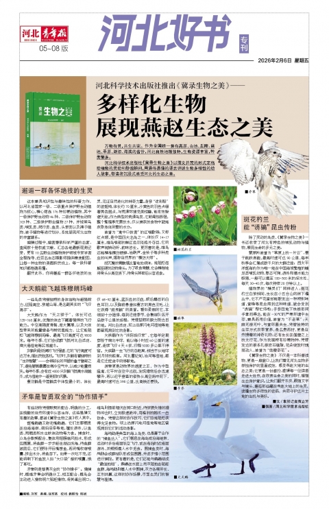 河北青年报2026年02月06日头版