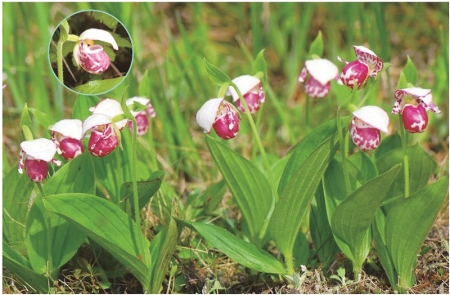 <br>          ■游隼<br><br>        