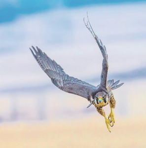 <br>          ■手参<br><br>        