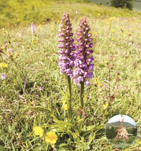 <br>          ■大天鹅<br><br>        