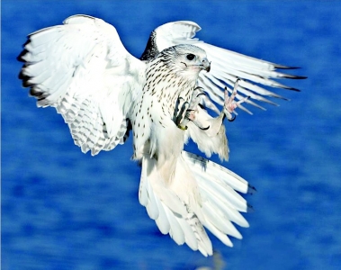 <br>          ■斑花杓兰<br><br>        