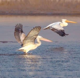 <br>          ■白鹈鹕<br><br>        