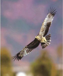 <br>          ■金雕<br><br>        