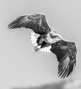 <br>          ■秃鹫<br><br>        