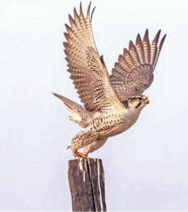 <br>          ■猎隼<br><br>        