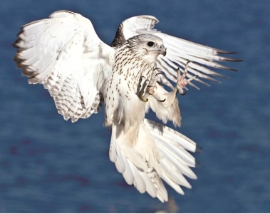 <br>          ■矛隼<br><br>        