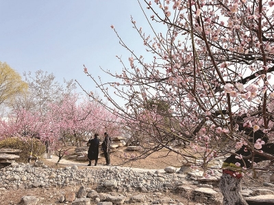 <br>          ■游客纷纷到园中赏梅拍照<br><br>        