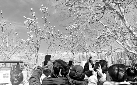 <br>          ■世纪公园玉兰花开吸引游客驻足拍摄<br><br>        