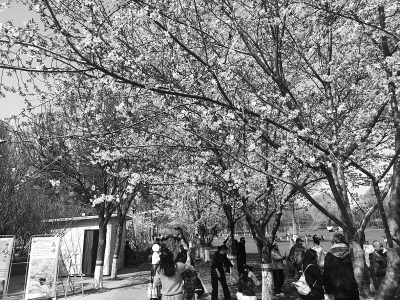 <br>          ■游人在石津灌渠文化公园内赏花踏青<br><br>        