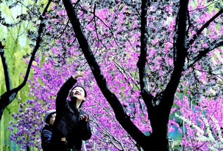 <br>          ■3月31日，游客在北京紫竹院公园游玩赏花<br><br>        