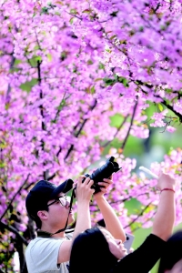 <br>          ■3月28日，游人在西安市兴庆宫公园拍摄垂丝海棠<br><br>        