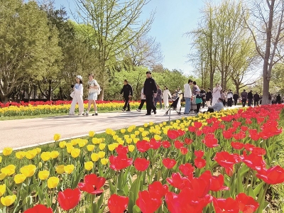 <br>          ■游客在石家庄市植物园观赏郁金香<br><br>        