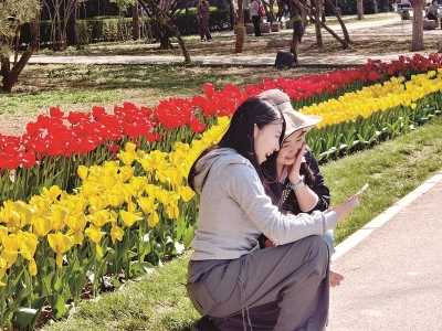 <br>          ■游客在郁金香花海前拍照<br><br>        