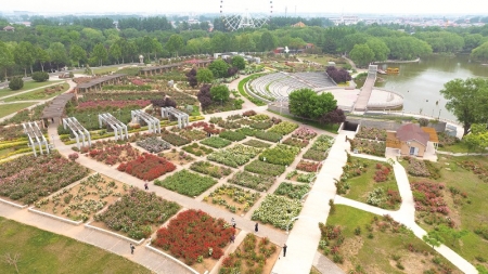 <br> ■石家庄市植物园月季盛放,为游客绘就初夏最美的花海画卷 ■供图/石家庄市植物园<br><br>