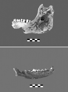<br>          ■施岙遗址杨梅古树遗存出土现场（资料照片）<br><br>        
