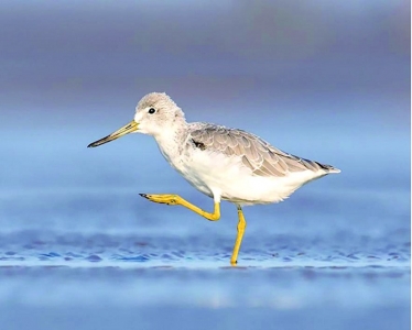 <br>          ■黑鹳<br><br>        