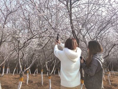 <br>          ■市民拍摄山桃花<br><br>        